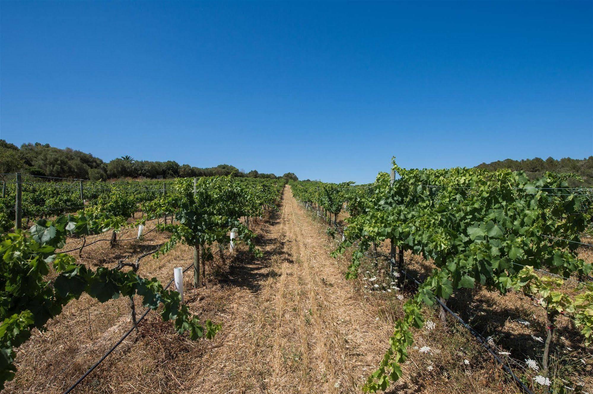 Rural Feliu